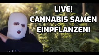 LIVE: CANNABIS SAMEN EINPFLANZEN - GROW LOG 1 DAY 1