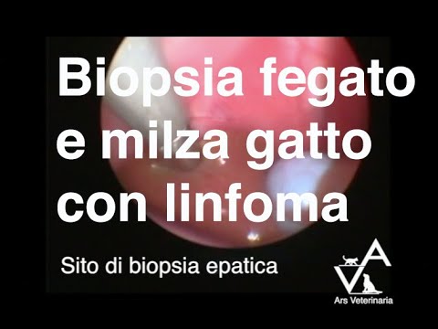 Video: Milza Contorta Nei Gatti