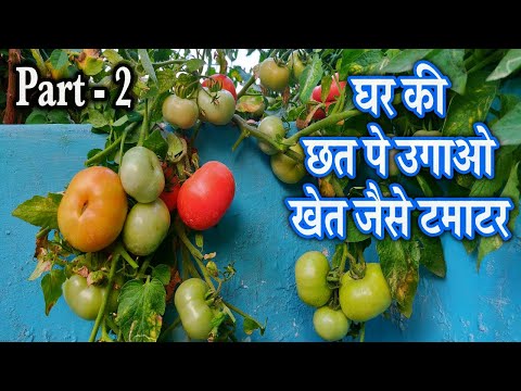 वीडियो: सर्दियों के लिए टमाटर का पेस्ट रेसिपी