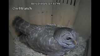 Barred Owls - mole 20150210 0721
