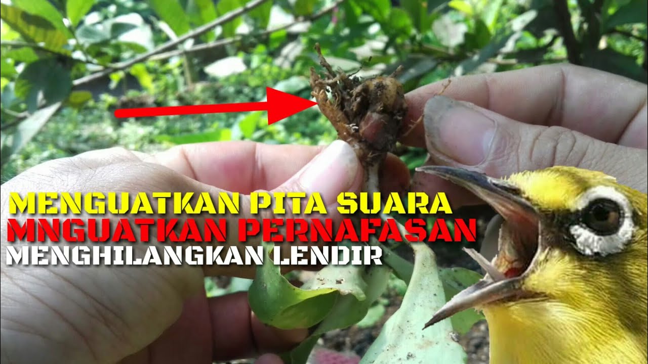 Doping pleci alami menghilangkan lendir & menguatkan pita suara