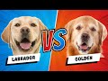 Labrador Retriever vs. Golden Retriever - Which is Better? Dog vs Dog