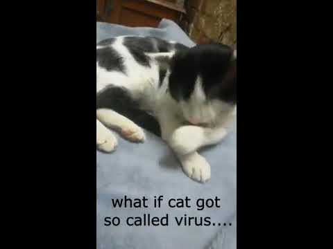 what-are-the-symptoms-of-corona-virus-in-cats?