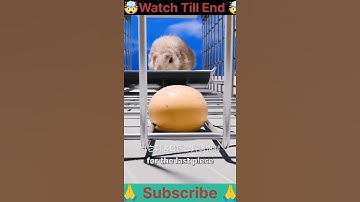 How A Squirrel Trap Works 🤔 (3D Animation)#shorts