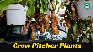 Cara Menanam Tanaman Kantong Semar Cara Memperbanyak Tanaman Kantong Semar Peraw