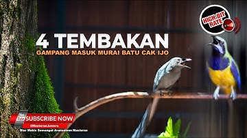 🔴Banyak Digunakan dan Cepat Masuk 4 Tembakan Cucak Cungkok Gacor dan Srigunting Abu Abu