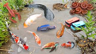 Colorful surprise eggs lobster snake cichlid betta fish turtle butterfly fish goby fish