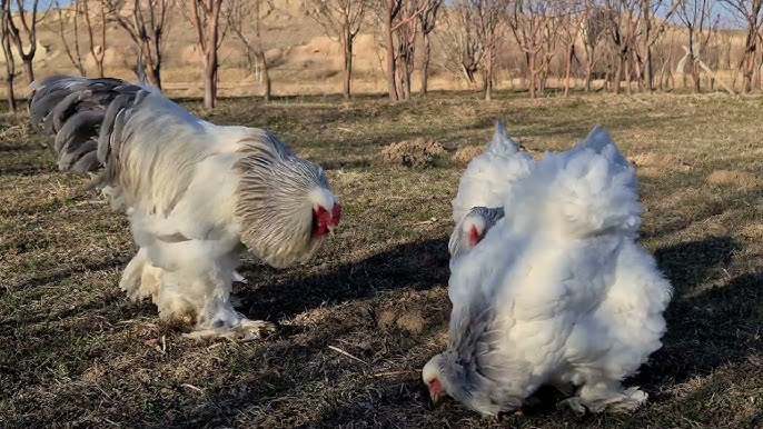 Giant chicken video shines light on quirky Brahma poultry breed - ABC News