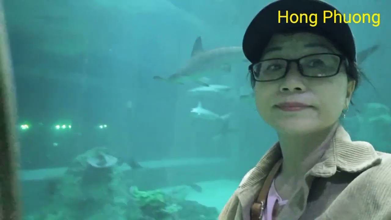 Lãnh địa cá mập ở thủy cung Kim Quy, Phú Quốc