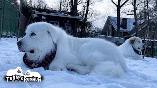 けっこう番犬をしっかりやっているルンルンとアランです　Great Pyrenees　グレートピレニーズ