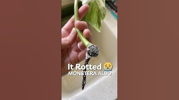 How to save a rotting Monstera Albo cutting #houseplants