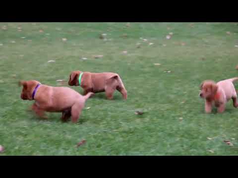 greenfield puppies silver labs