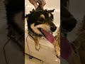 柴犬のお風呂＝毛の地獄　 #柴犬 #shibainu #dogsoftiktok
