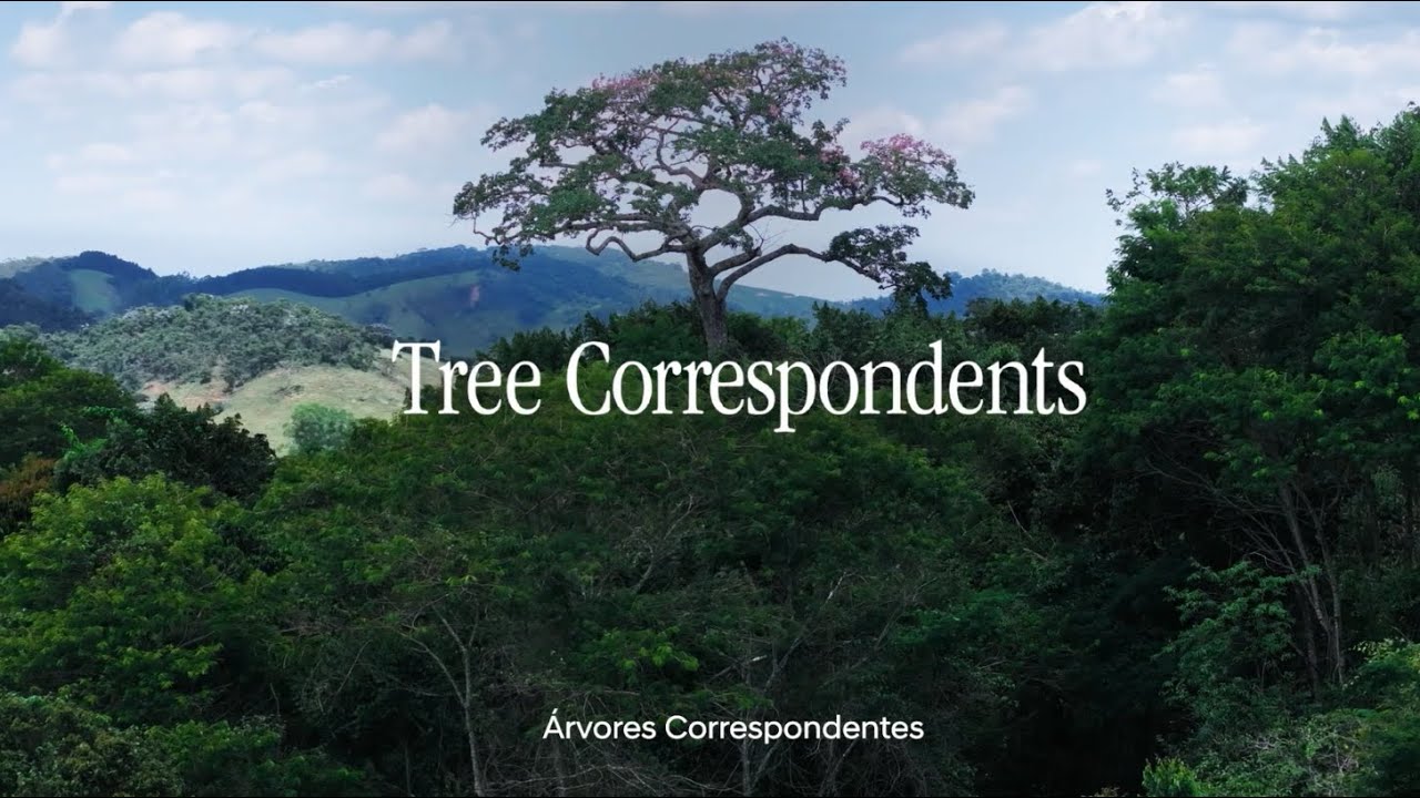 Floresta IONIQ Hyundai | As Vozes das Árvores Correspondentes