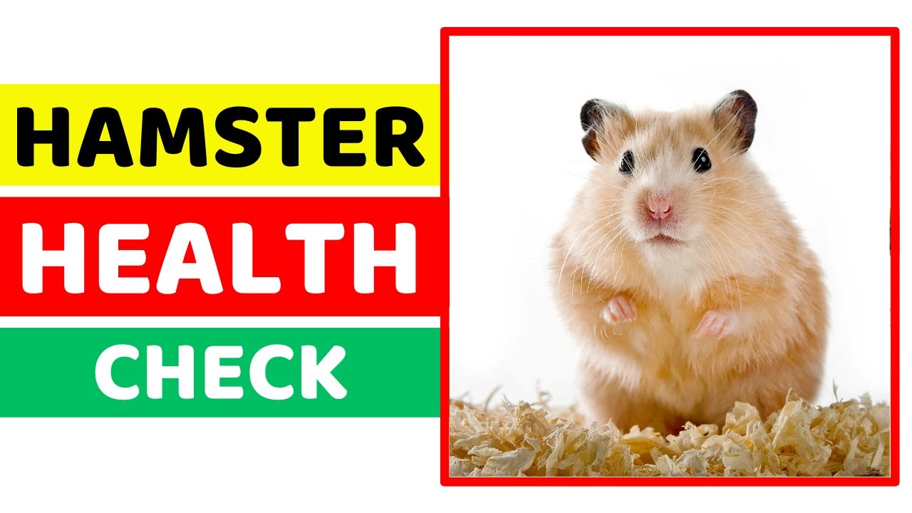 Curated visual reference: Visual Reference: Hamster Health Check Signs Of A Happy And Healthy Pet