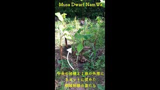 20180605 中心にバナナ苗を地植えして根域制限ポット植え苗を円周に数株配置（半植え）する