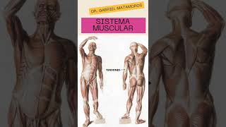 Components of the muscular system #medicine Components of the muscular system #medicine