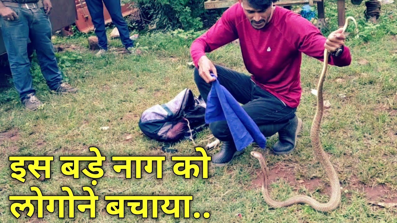 gurukulam film रेस्क्यू करते वक़्त साँपोंका स्वभाव बहोत मायने रखता है.. A big cobra rescued by Anand ji