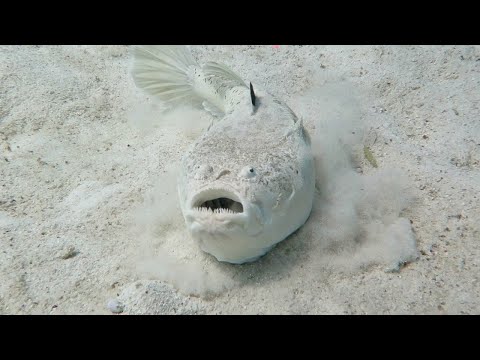 Rare Encounter with Poisonous Stargazer Fish || ViralHog