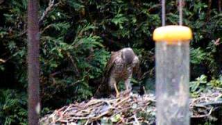 Sparrowhawk plucking live Sparrow 4
