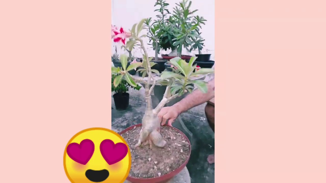 Dicas Rosas do Deserto