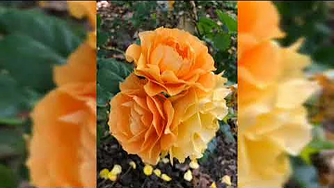 MDeeKay MIX(Soulful House)Prince kaybee,Simmy,Sun El musician,Black Coffee, Liquid Deep