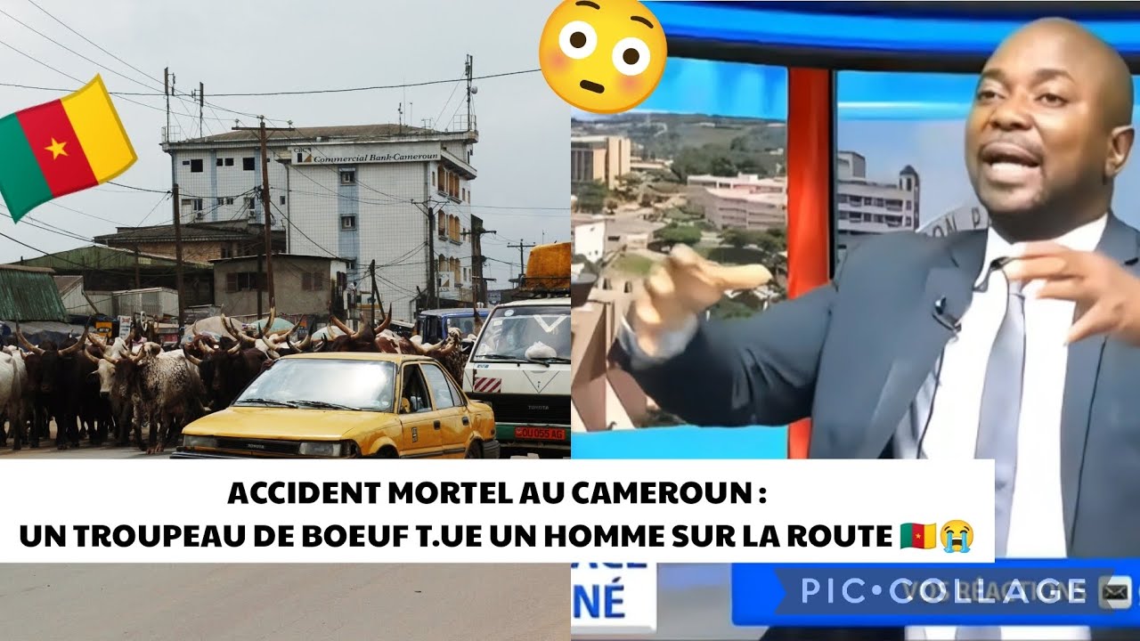 FACE  L HORREUR  UN JEUNE HOMME BRUTALEMENT ANANTI PAR UN TROUPEAU DE BOEUFS AU CAMEROUN 