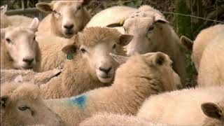 Adam's Farm.  Livestock management. BBC Countryfile