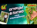 Горчечная Патио Культура Огурца