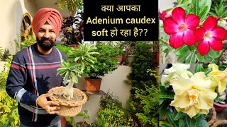 Adenium plant winter care n fertilizer, Adenium caudex getting soft?, अडेनियम पौधे की देखभाल