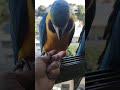 Guacamayas Caraqueñas Un Carajito #shorts