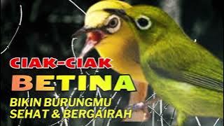 CIAK CIAK KECIAL BETINA, Ampuh DONGKRAK EMOSI | Bikin Kecial GACOR NEMPEL