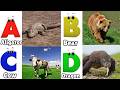 Alphabet Animals Song | Learn the ABC Alphabet Animals Song for Kids | ABC Alphabet Phonics Song