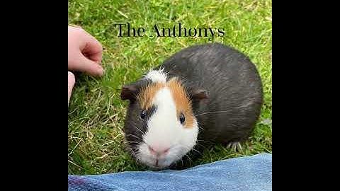 New intro! 8-15-2020 #shorts