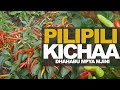 Pilipili Kichaa Dhahabu Mpya Mjini