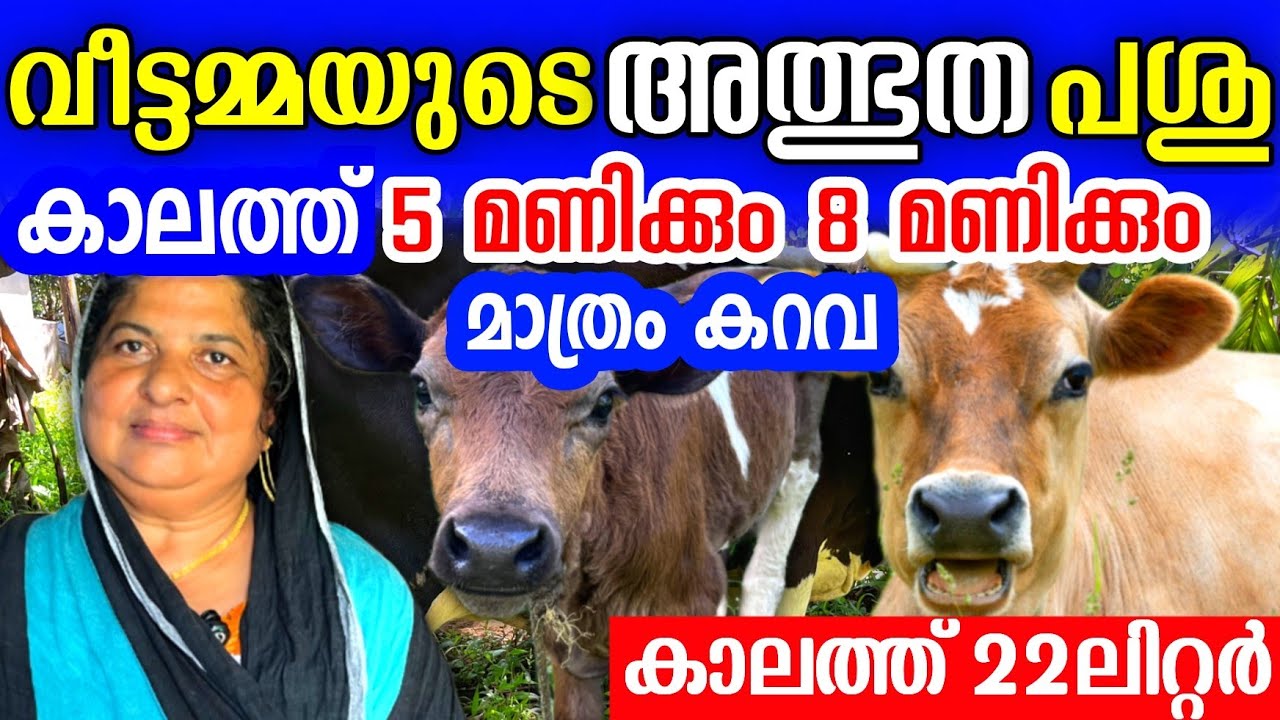 5 സെന്റിൽ വീടും 5 പശുക്കളും, വീട്ടമ്മയുടെ പശുവളർത്തൽ വൻ വിജയം  Successful lady cow farmer 