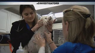 NBC2 Investigators: Is pet insurance worth the cost