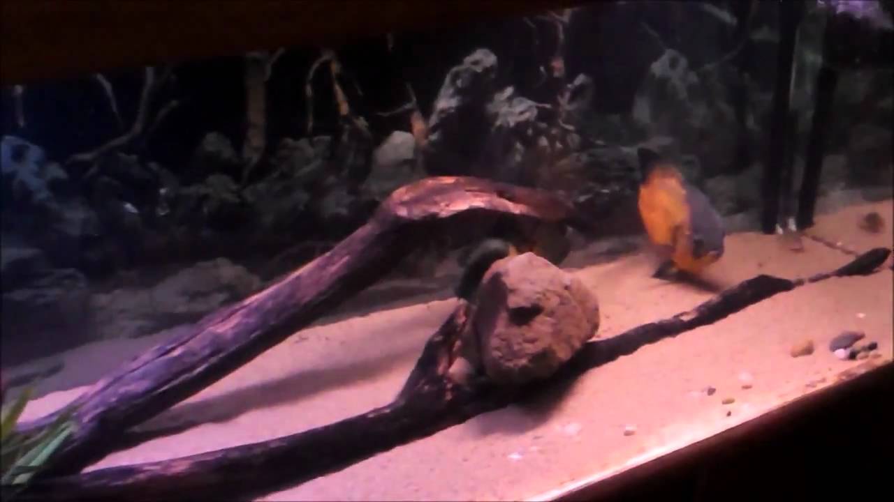 Oscar fish eating earthworms