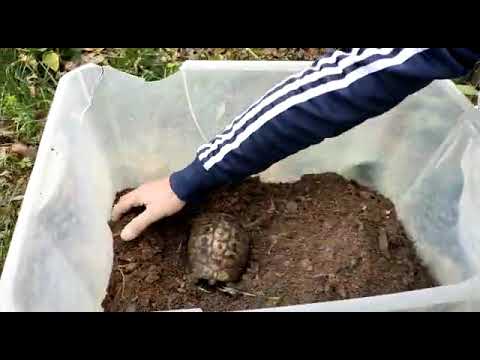 Video: Le tartarughe in cattività vanno in letargo?