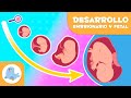 EMBARAZO mes a mes para niños 🤰🏻 Desarrollo EMBRIONARIO y FETAL 🧬👶"