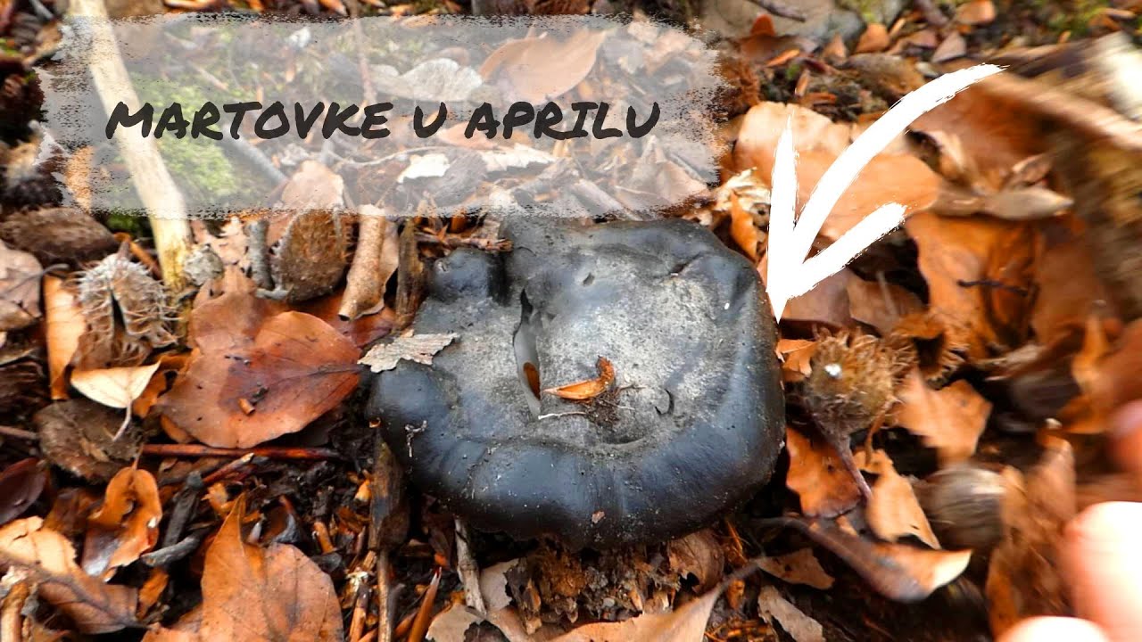 Martovke u Aprilu - Hygrophorus marzuolus