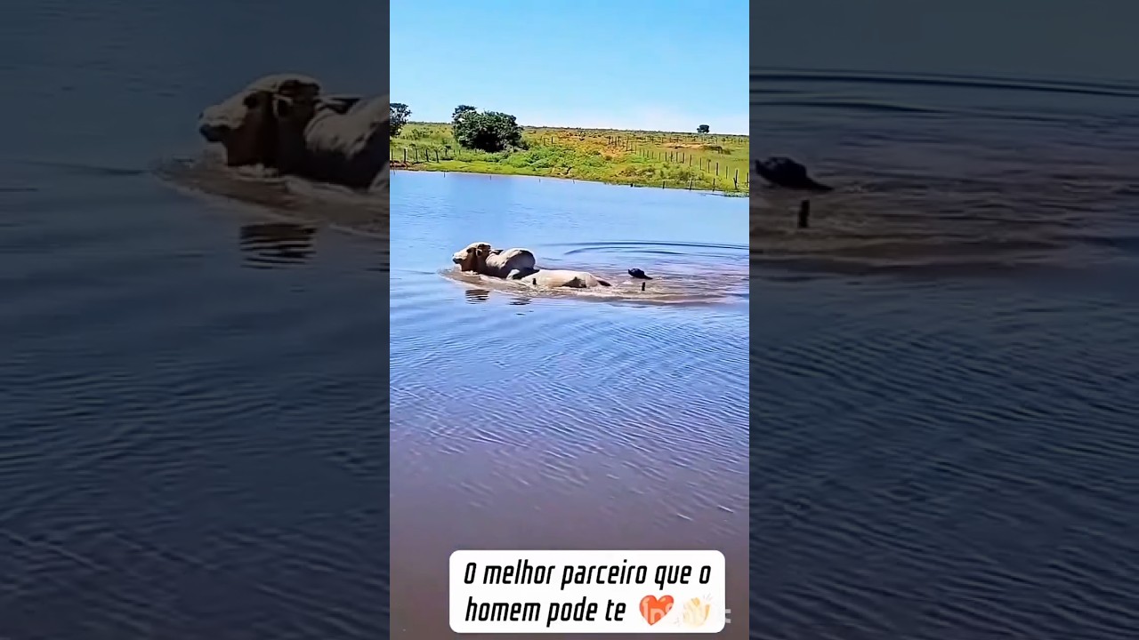 top #boi #cachorro #agro #vaca #agro #fazenda #shortvideo #shortsfeed #boiada #cavalos #viral