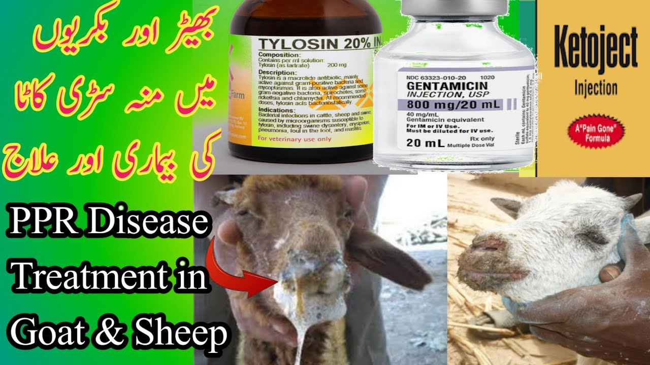 ppr-in-goats-sheep-ppr-symptoms-diagnosis-vaccination-treatment-in
