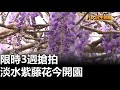 淡水紫藤花今開園 限時3週搶拍 |【民生八方事】| 2023032004 @gtvnews27