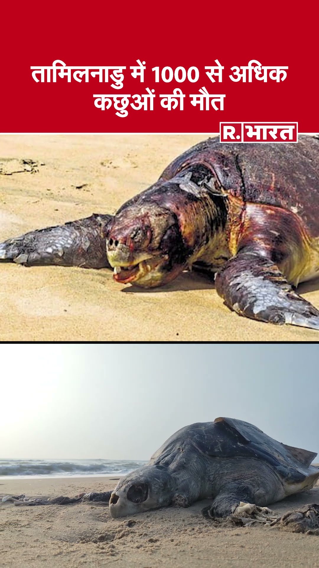 तमिलनाडु में 1000 से अधिक ओलिव रिडली कछुए मरे, वजह जानकर हो जाएंगे हैरान