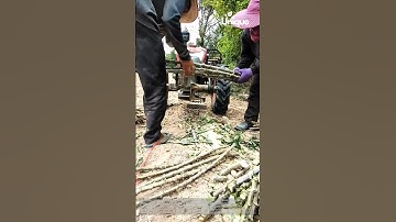 Efficient cassava stalk processing: a small-scale solution