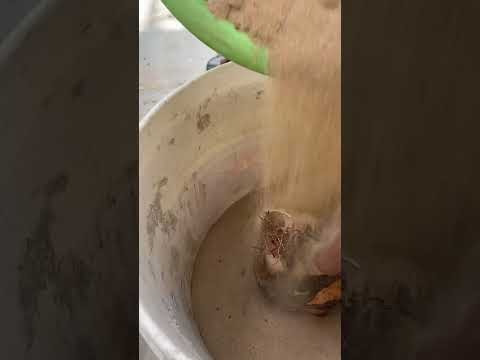 الطريقة الحديثة لغرس فسائل النخلة بعد 8أيام تنمو 7سنتمتر