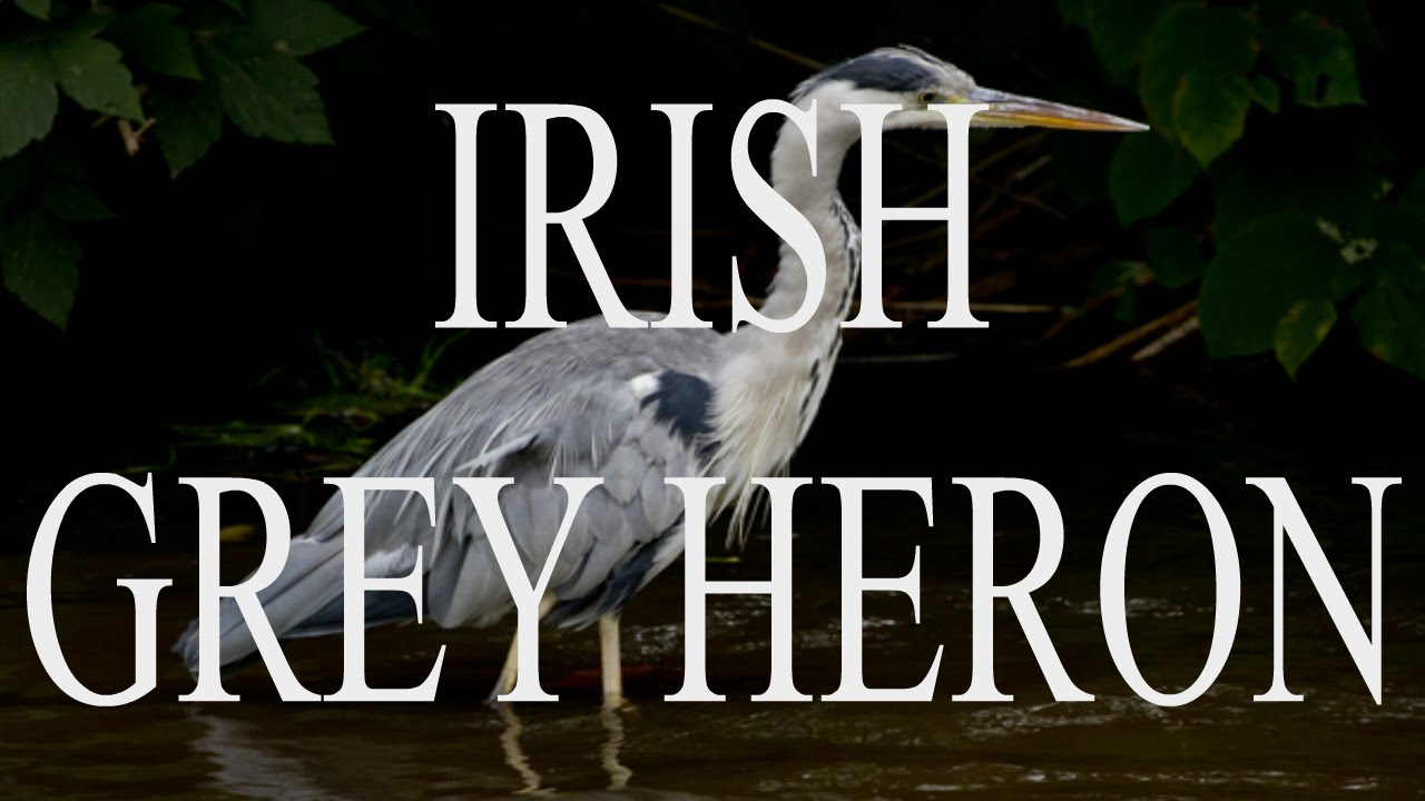 The Irish "Grey Heron" Waterways Bird YouTube
