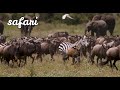 Safari Animals Safari Animals