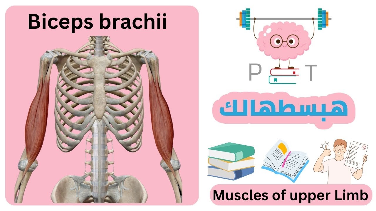 Biceps Brachii #upper_limb_هبسطهالك